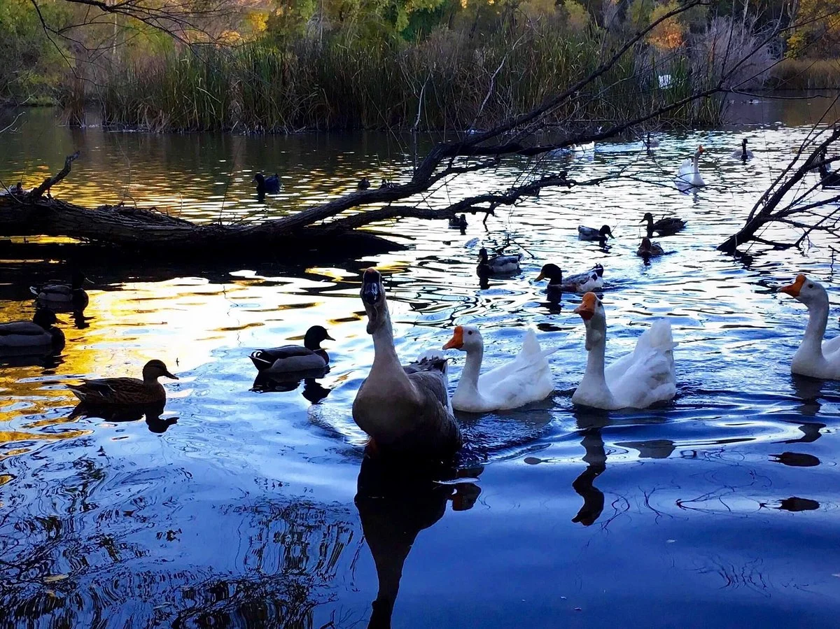 Beus Pond Park