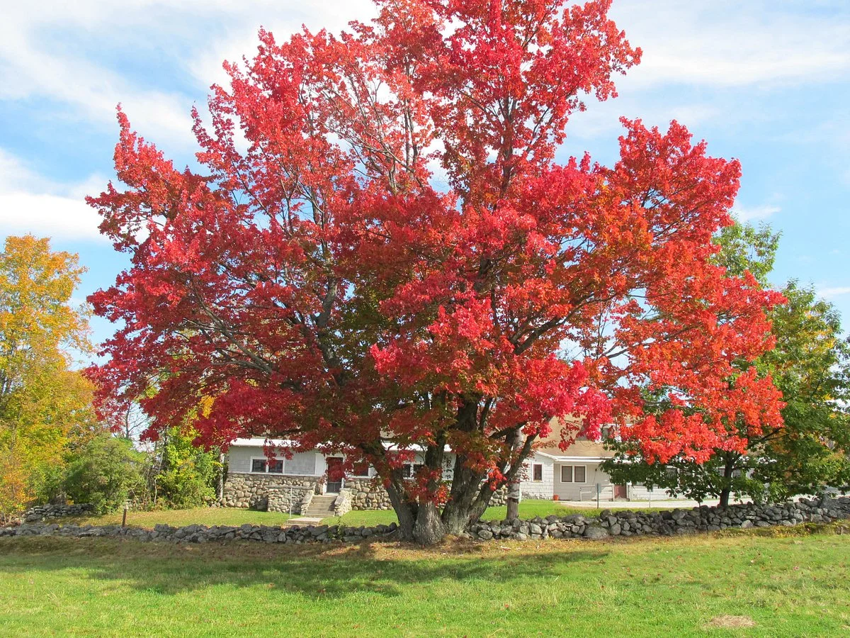 The Rocks Estate and Christmas Tree Farm