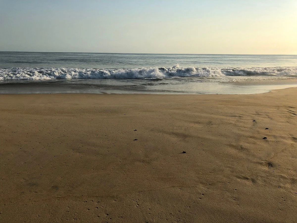Campamento Tortuguero Palmarito