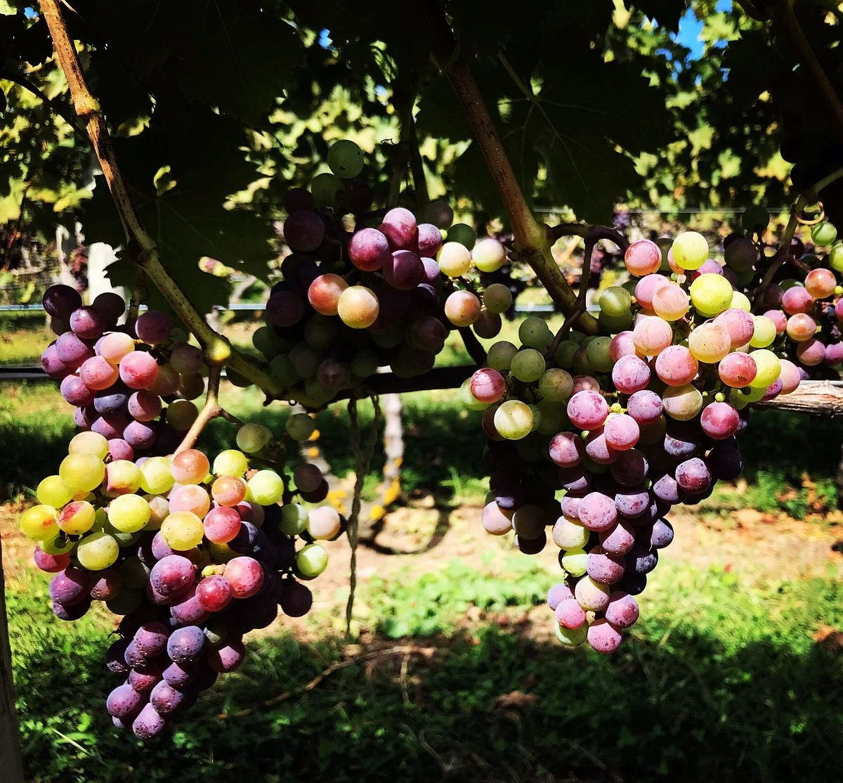 Truro Vineyards of Cape Cod