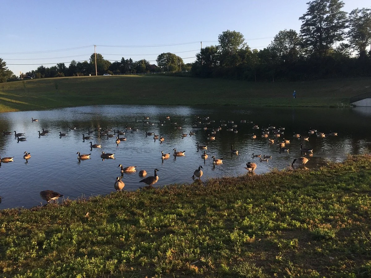 Westminster Community Pond