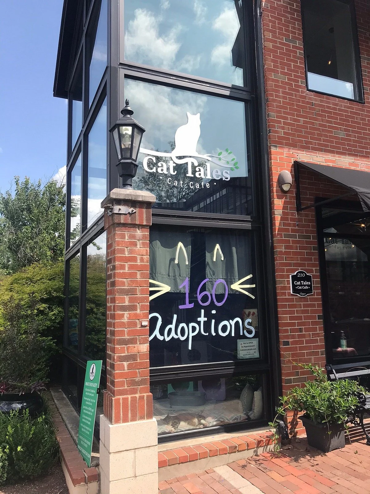 Cat Tales Cat Cafe