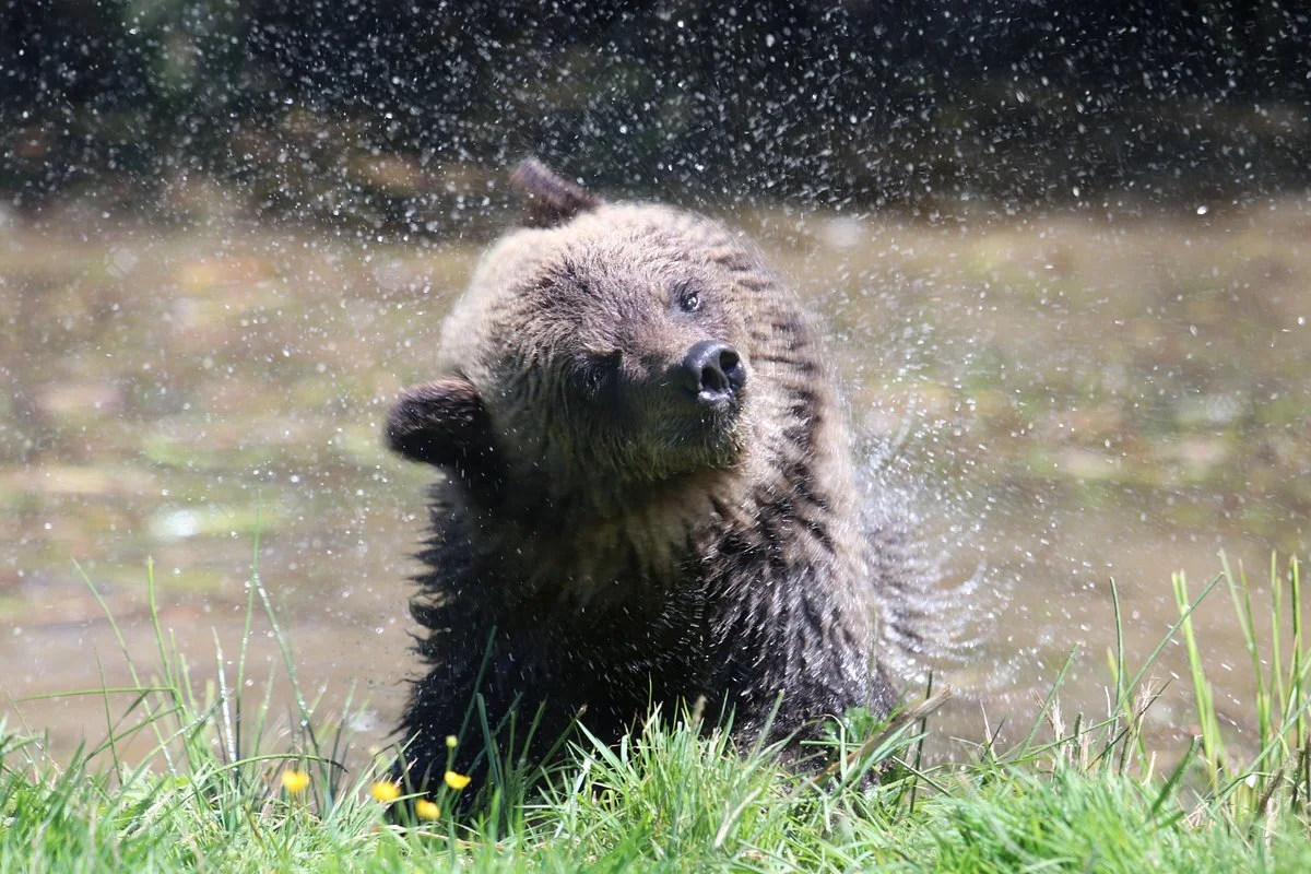 Greater Vancouver Zoo