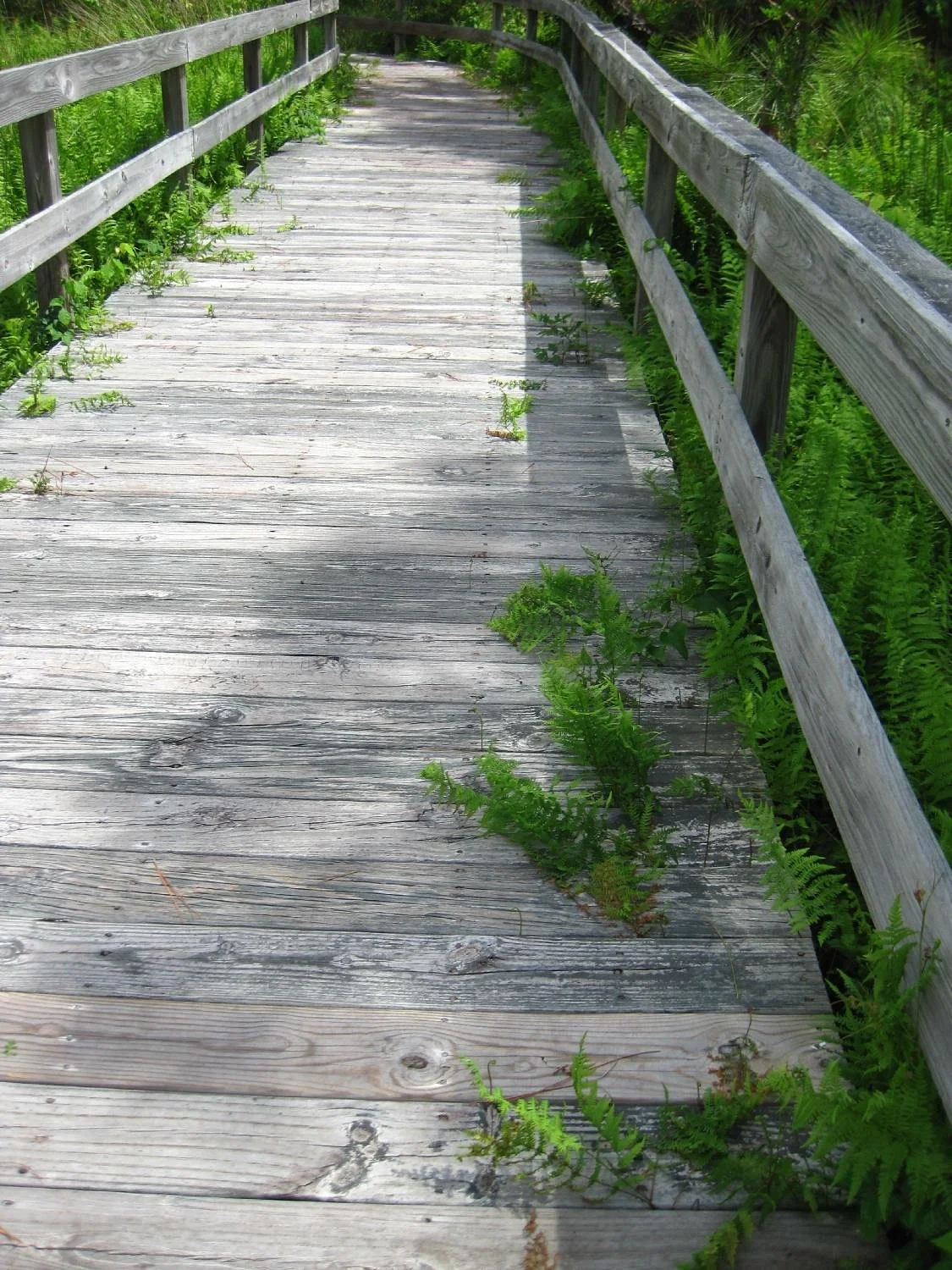 Hammock Hills Nature Trails