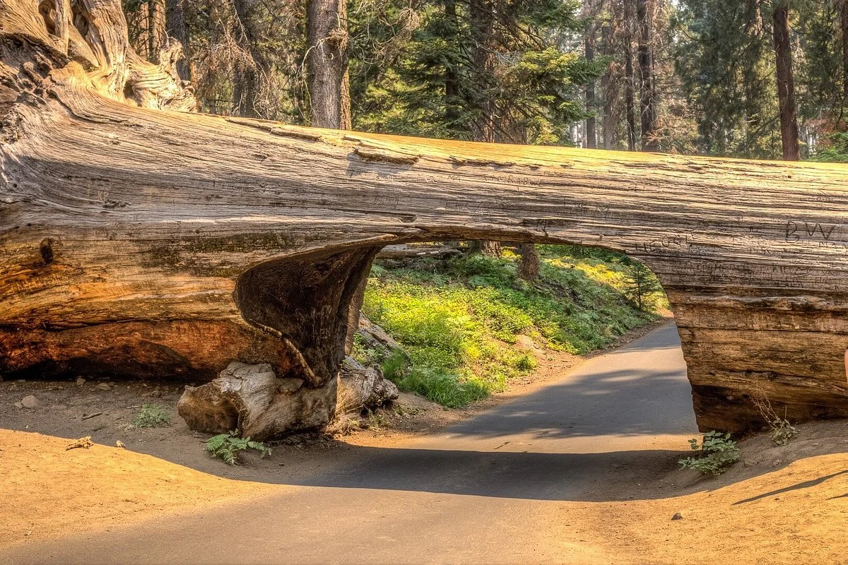 Tunnel Log