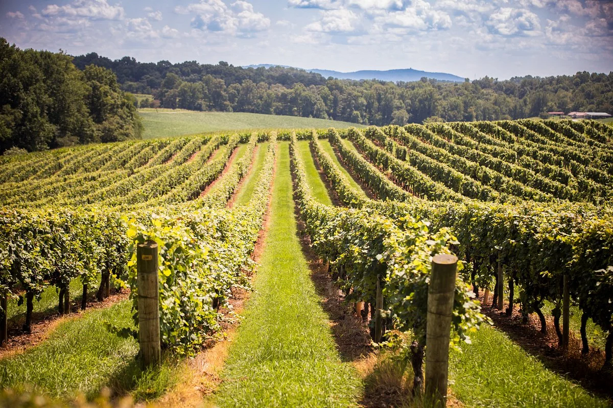 Shelton Vineyards