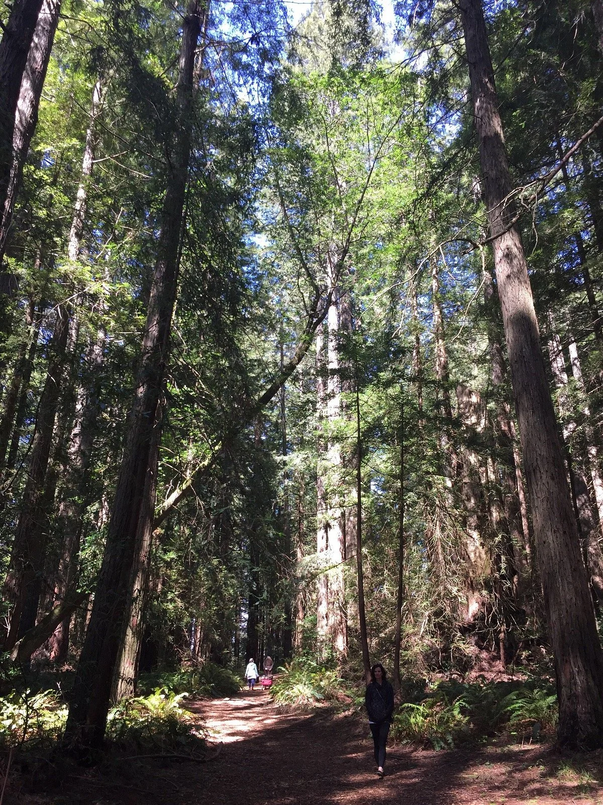 Grove of Old Trees