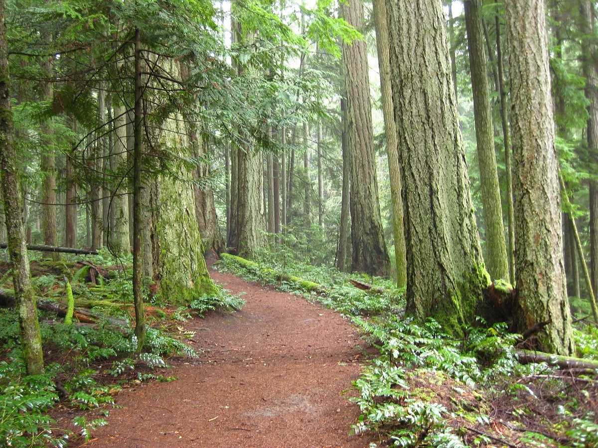 Heritage Forest