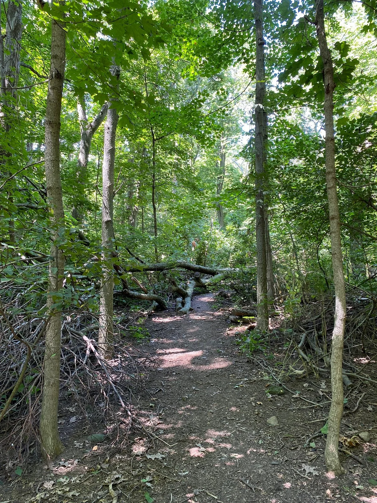 Jane Coates Wildflower Trail