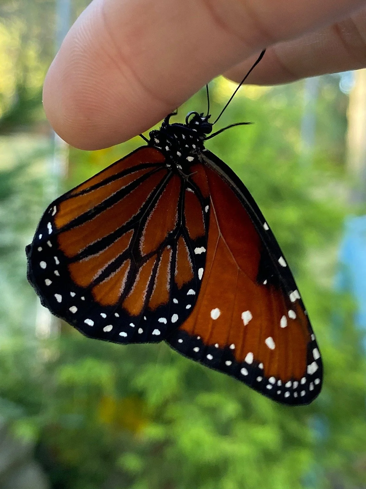 Sweetbriar Nature Center
