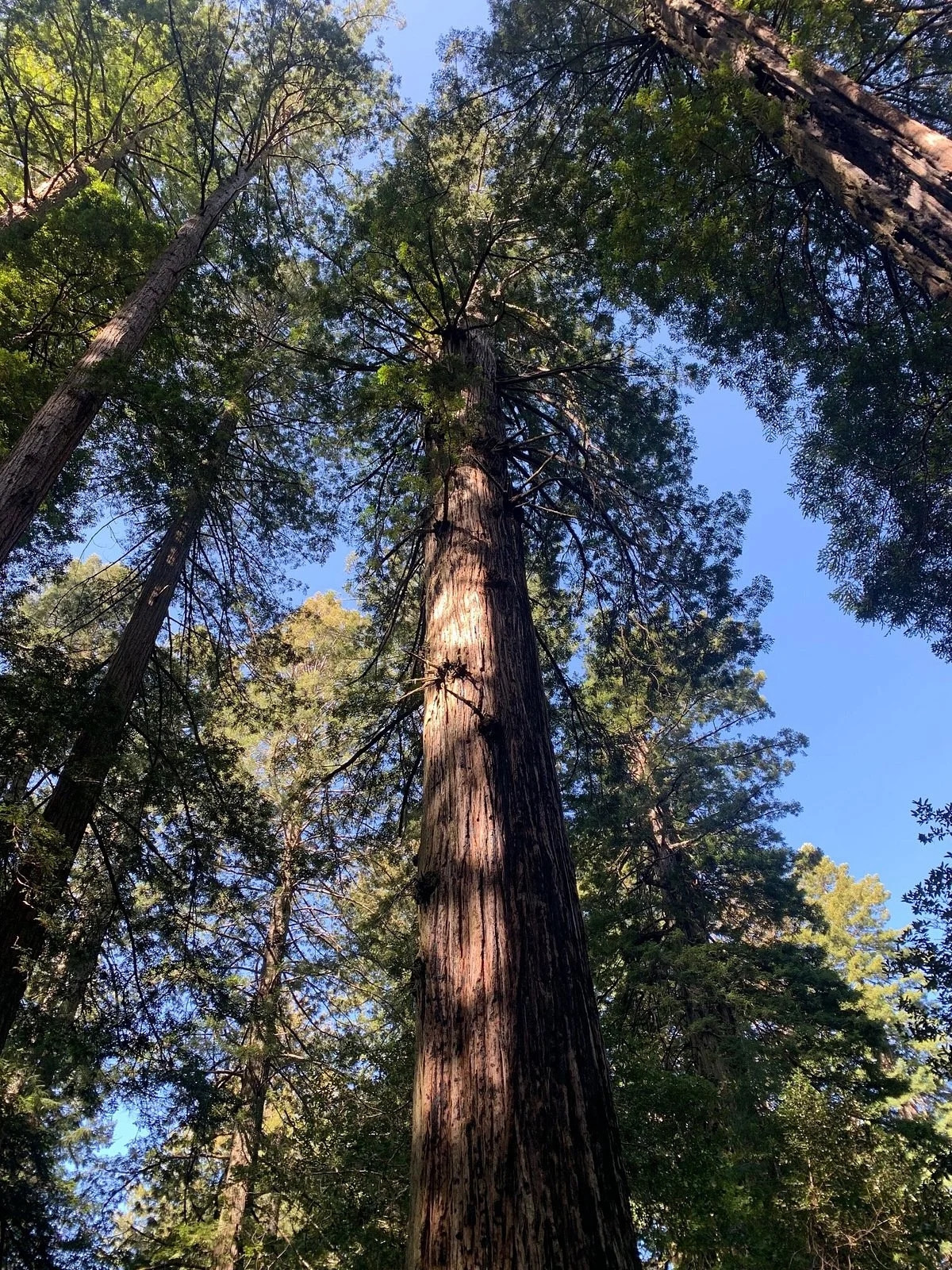 Lady Bird Johnson Grove