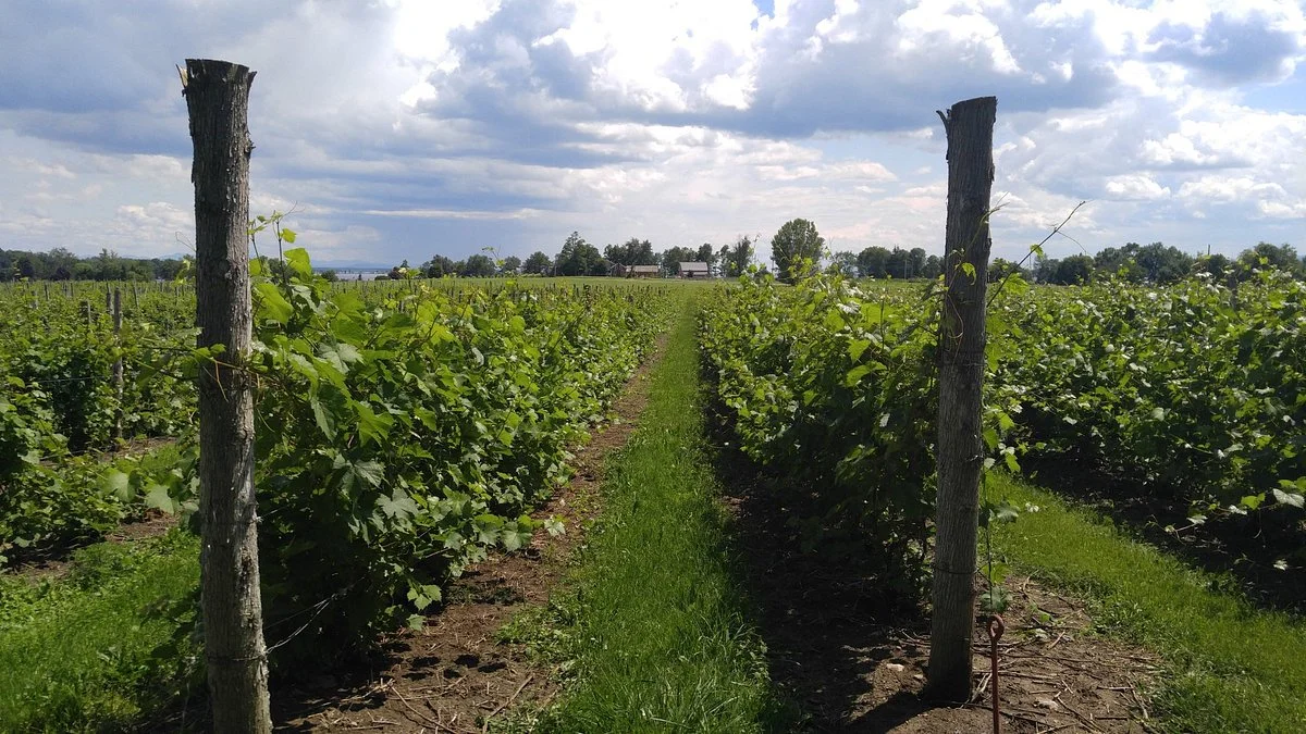 Snow Farm Vineyard and Winery