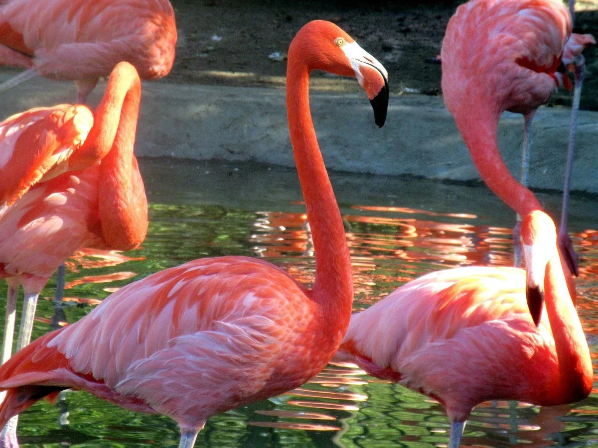 Charles Paddock Zoo