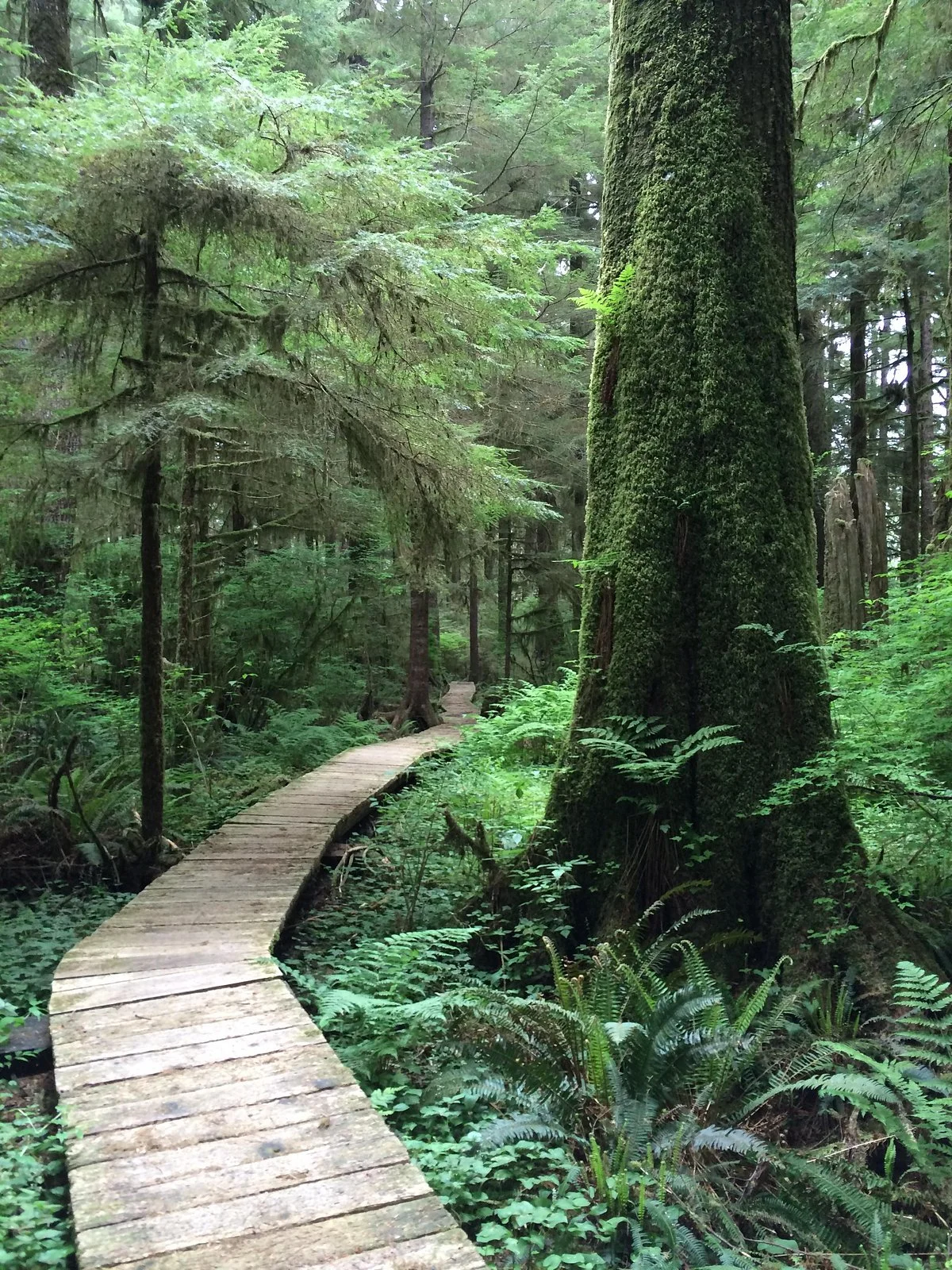 Carmanah Walbran Provincial Park
