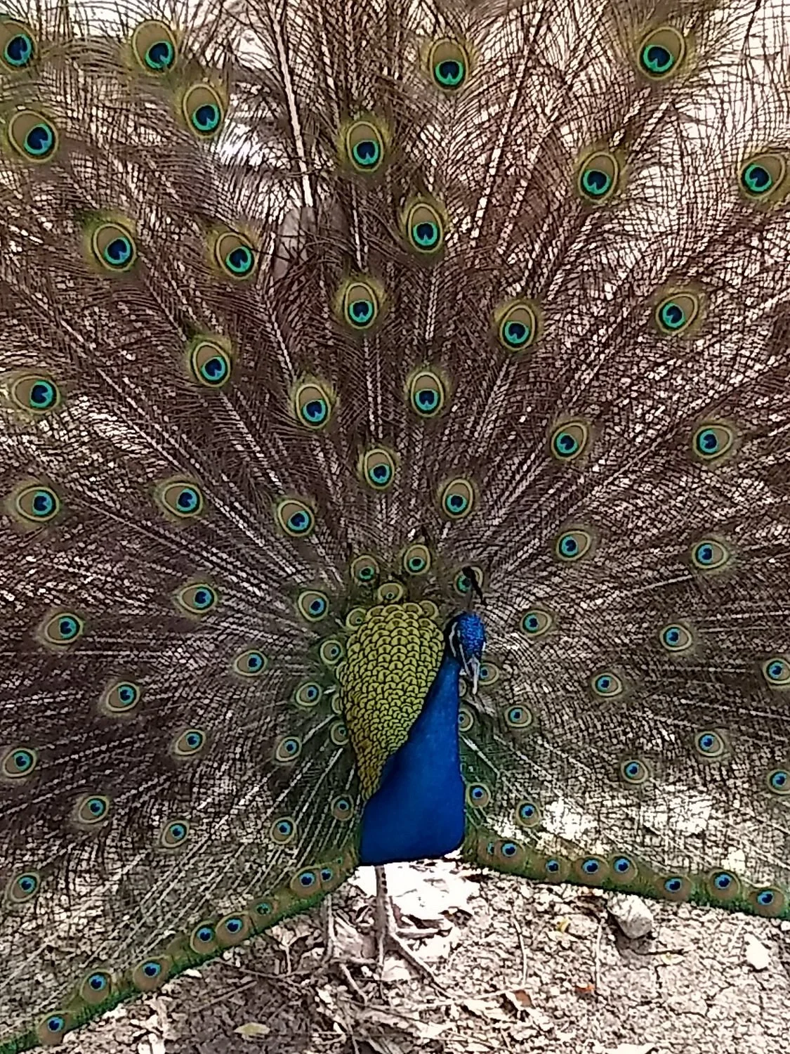 Parque Zoologico La Pastora