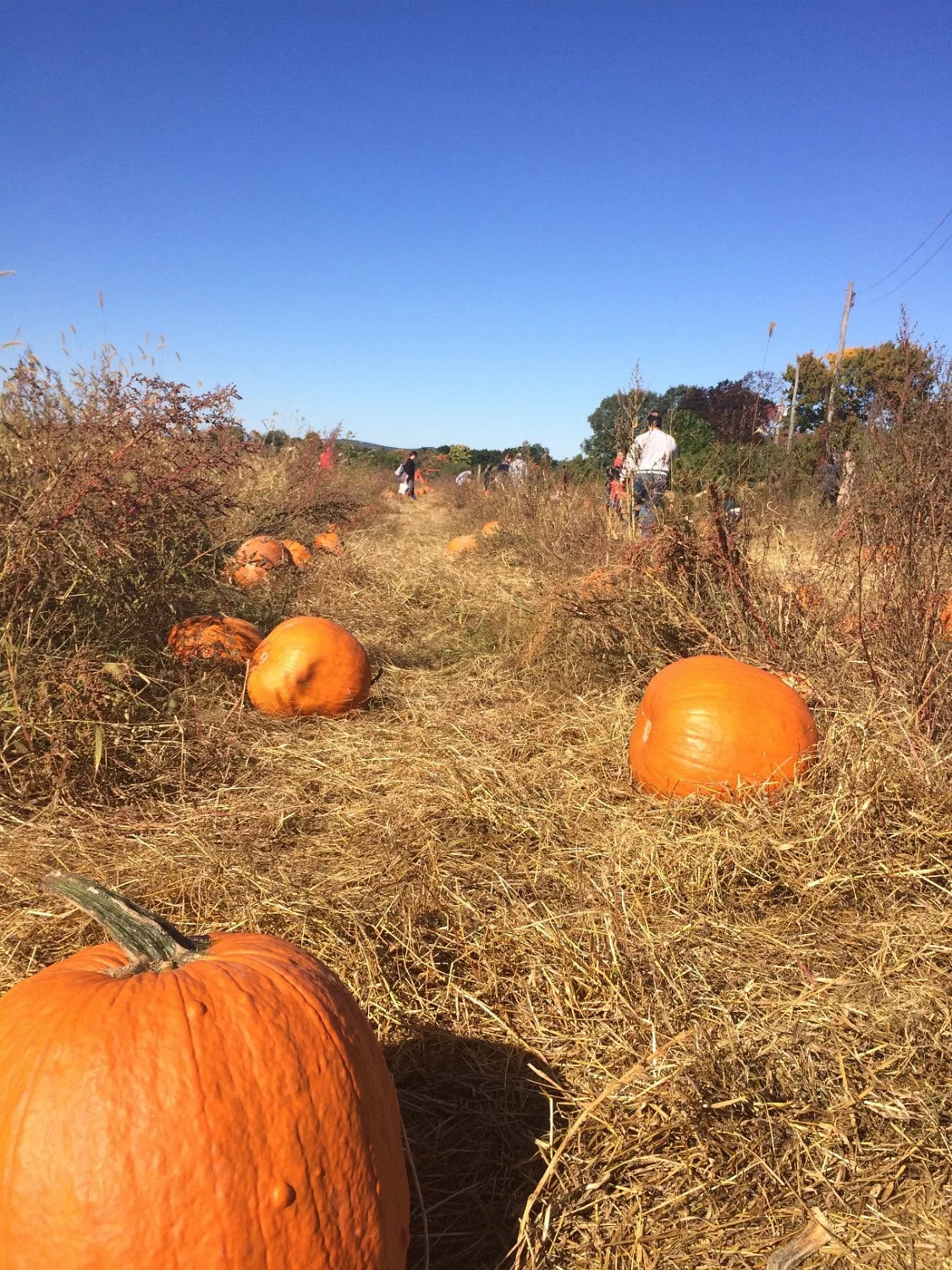 Wilkens Farm