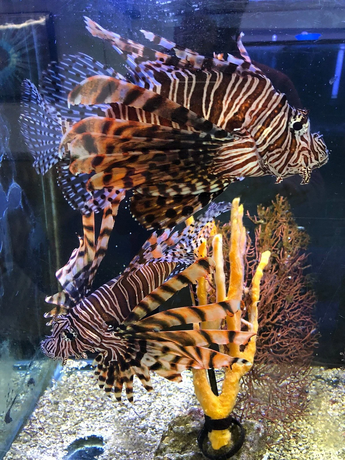Gulf Specimen Marine Lab & Aquarium