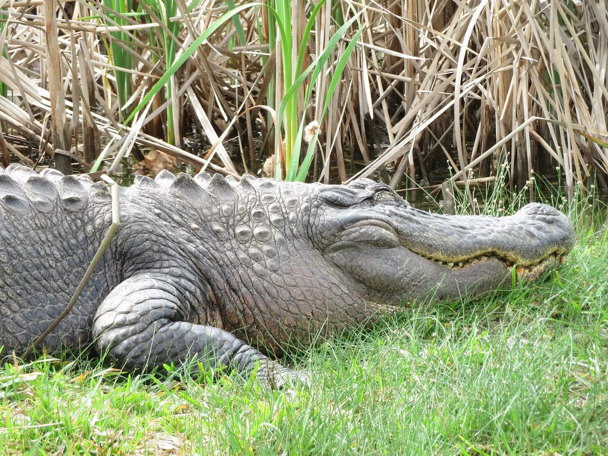 Crocodile Encounter