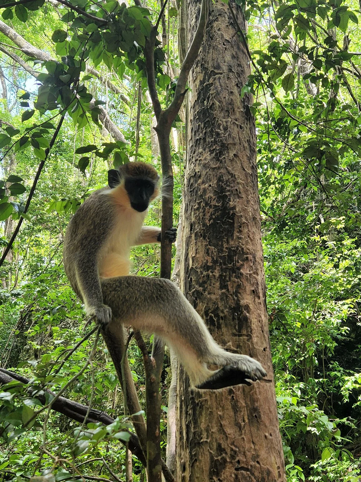 Barbados Wildlife Reserve