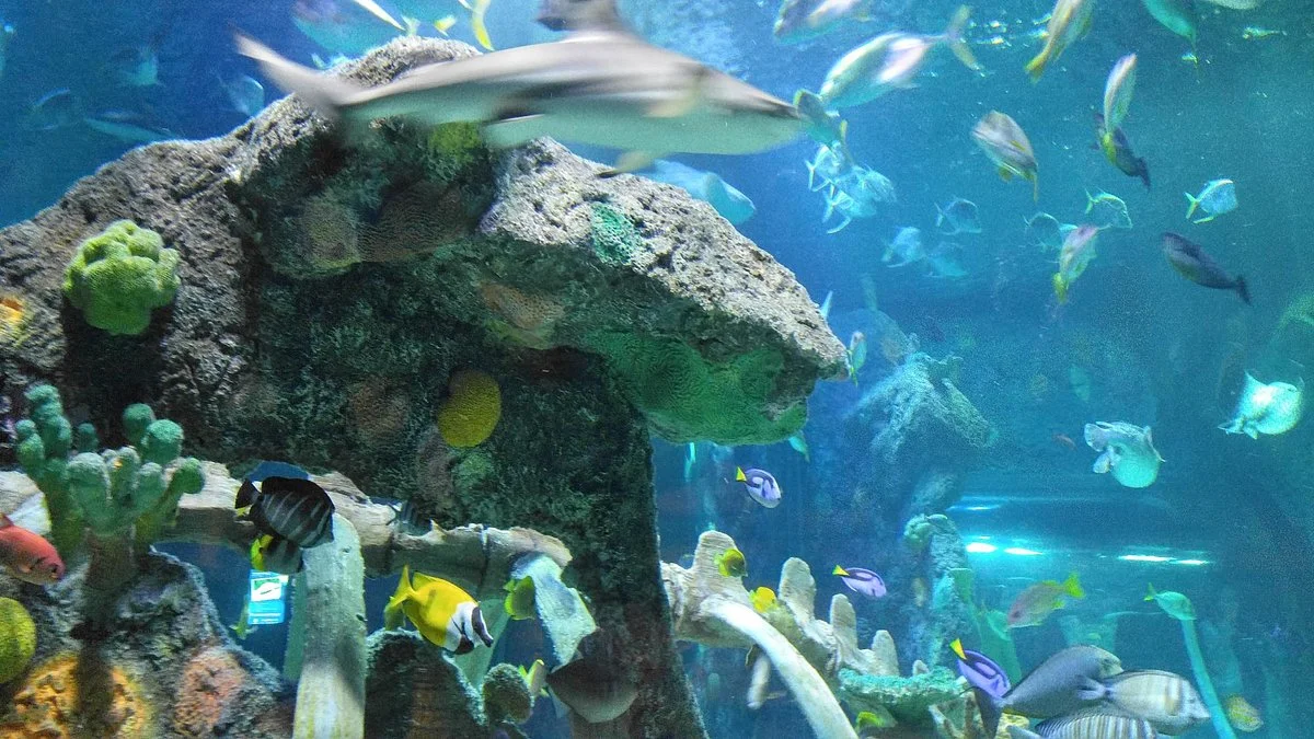 SEA LIFE Kansas City
