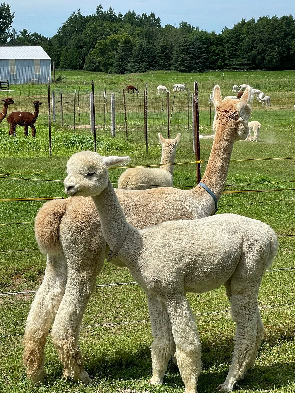 LondonDairy Alpacas