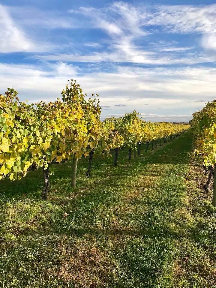 Working Dog Winery