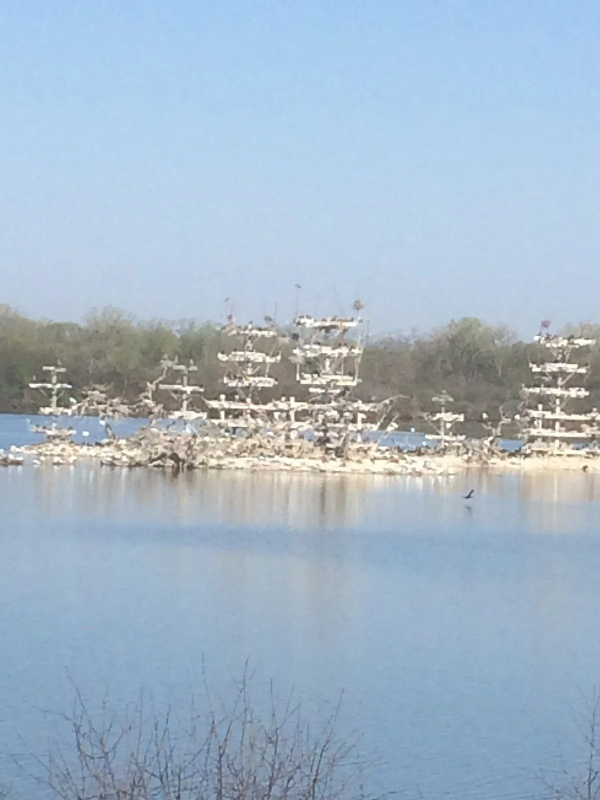 Lake Renwick Heron Rookery Nature Preserve