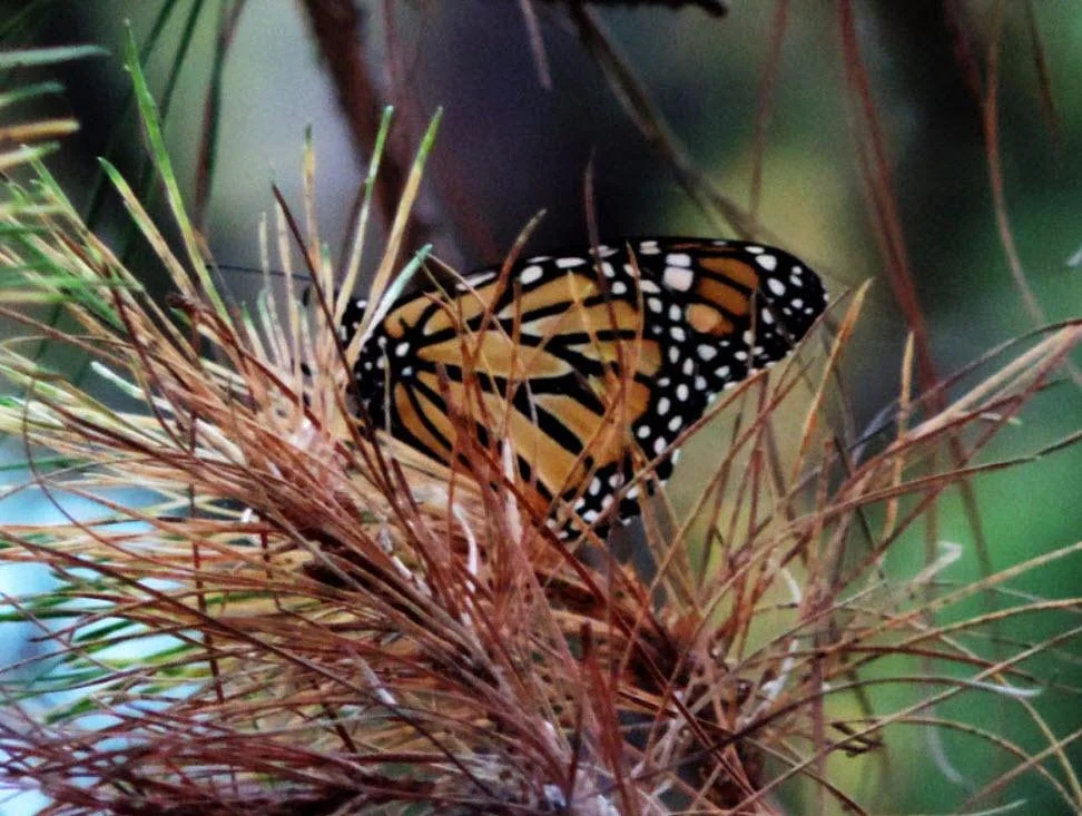 Monarch Grove Sanctuary