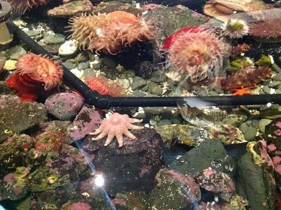 Sitka Sound Science Center