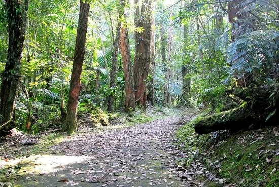 Carite Forest