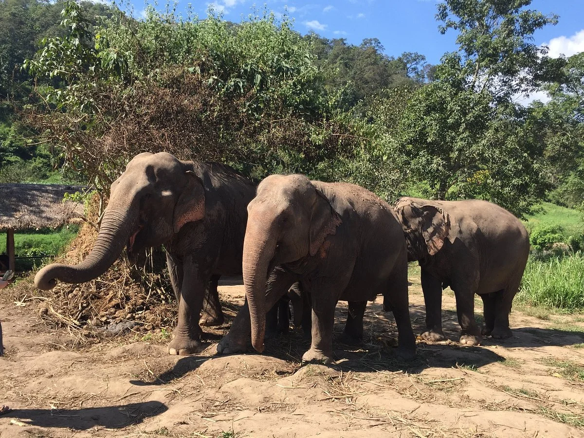 Chiangmai Mountain Sanctuary