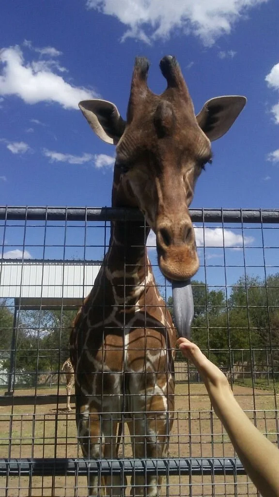 Hillcrest Park Zoo