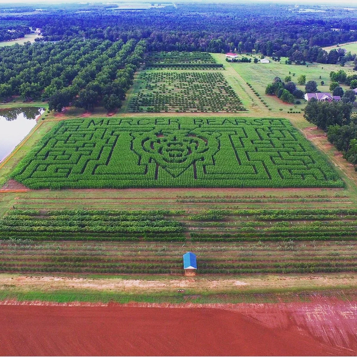 Lane Southern Orchards
