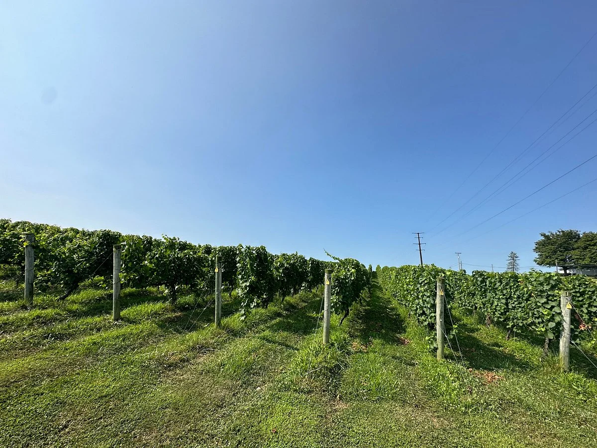 Fero Vineyards and Winery