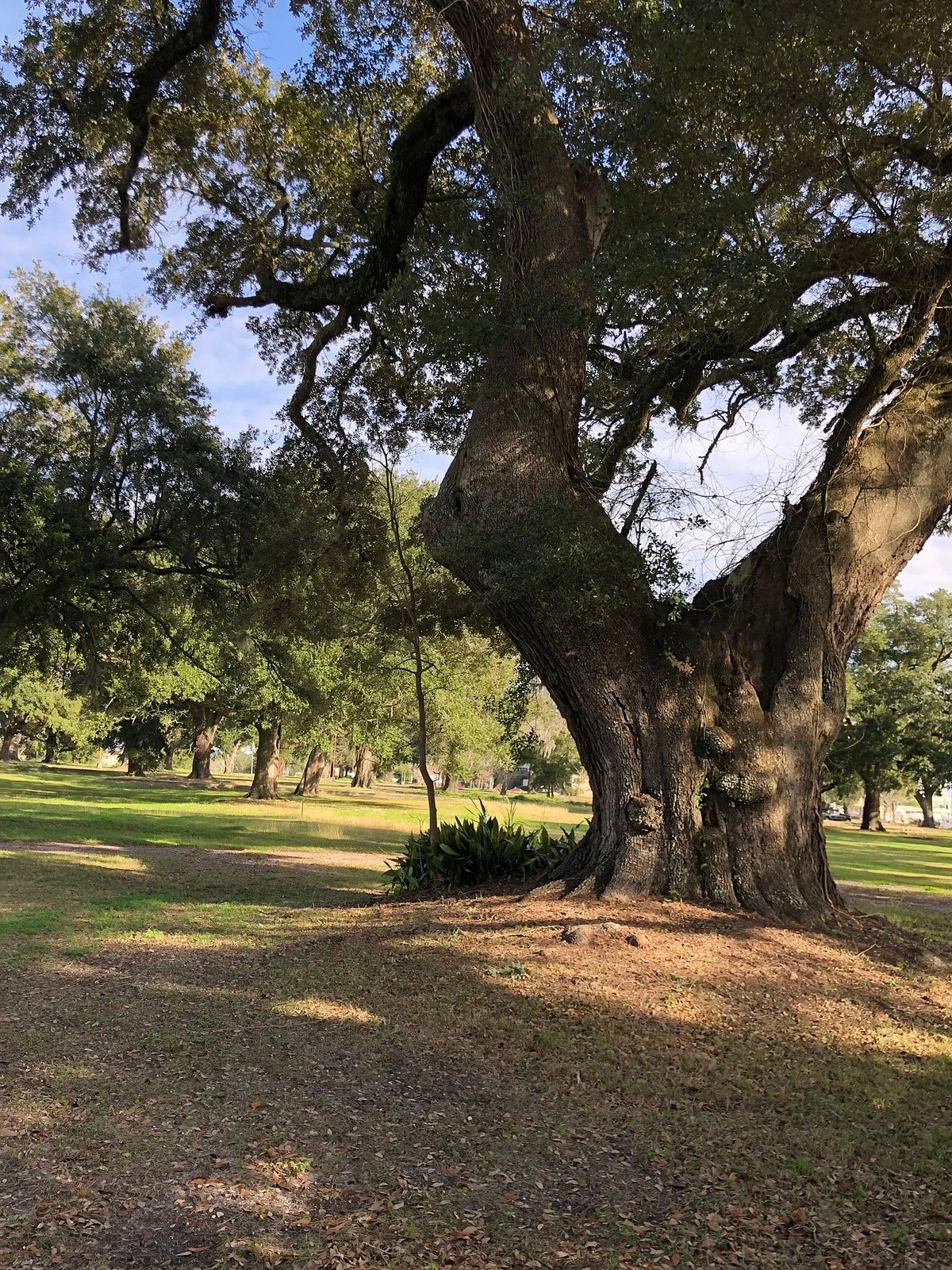Great Oaks