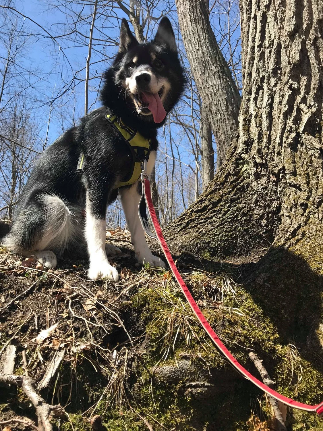 Durham East Cross Forest Conservation Area