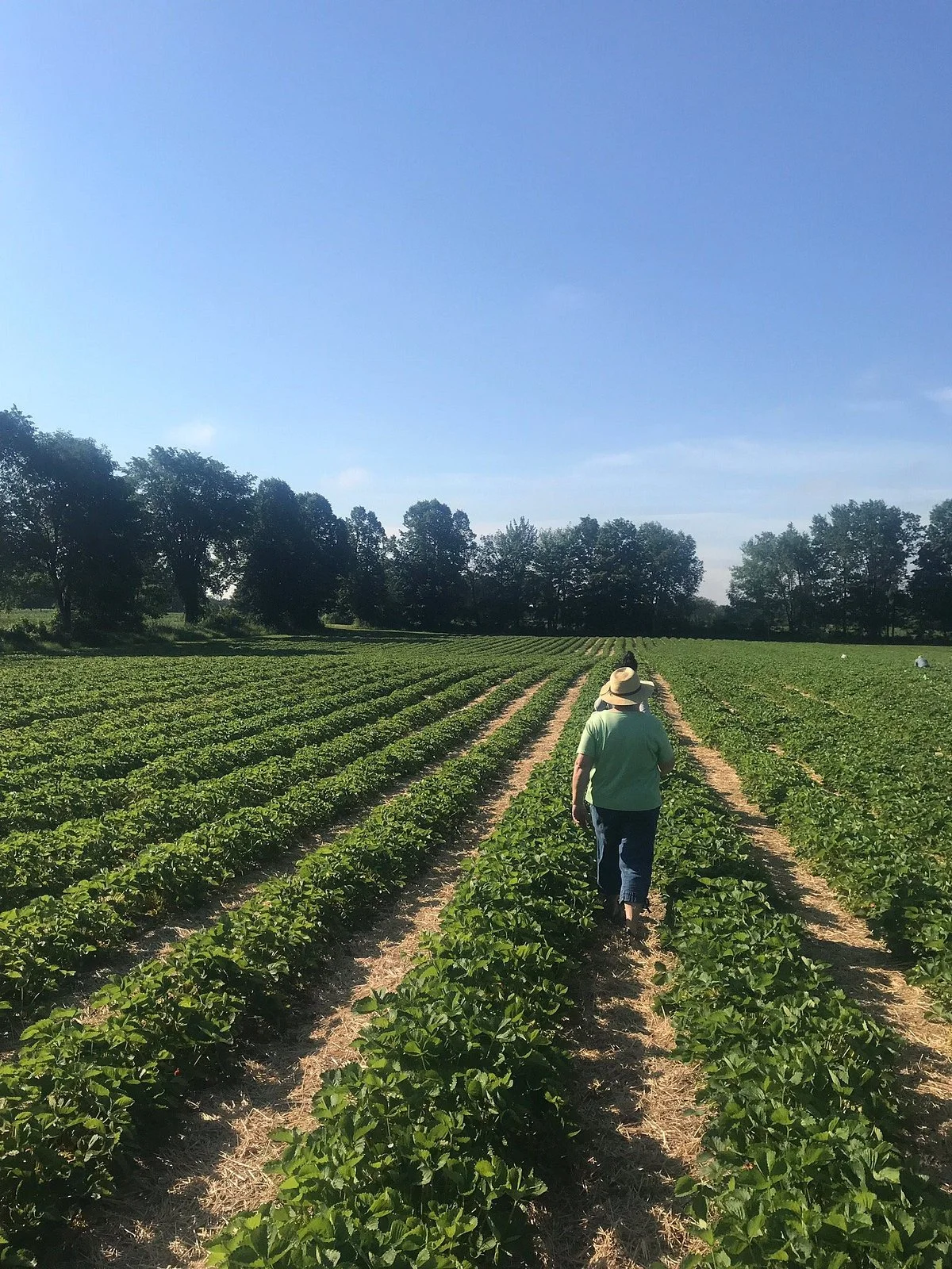 McLean Berry Farm