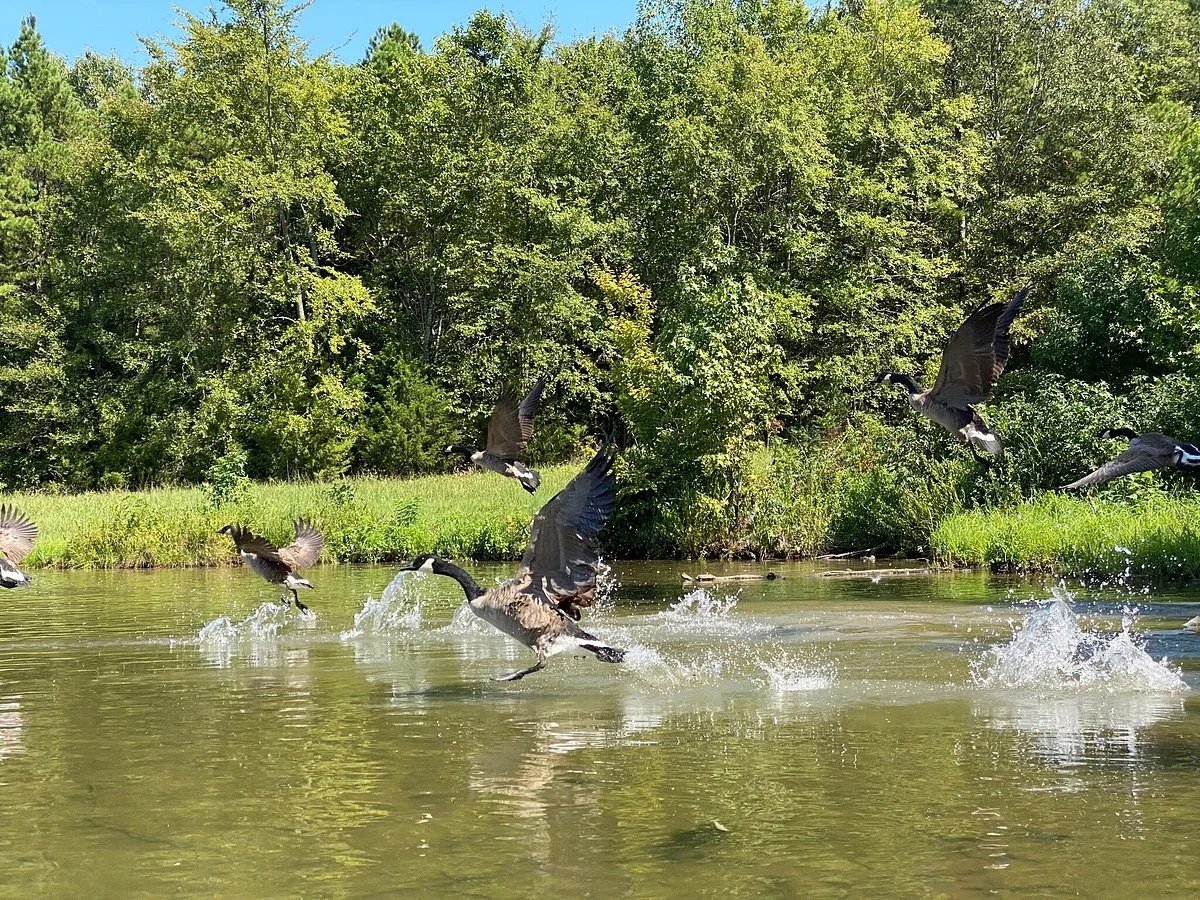 Crowley Ridge State Park