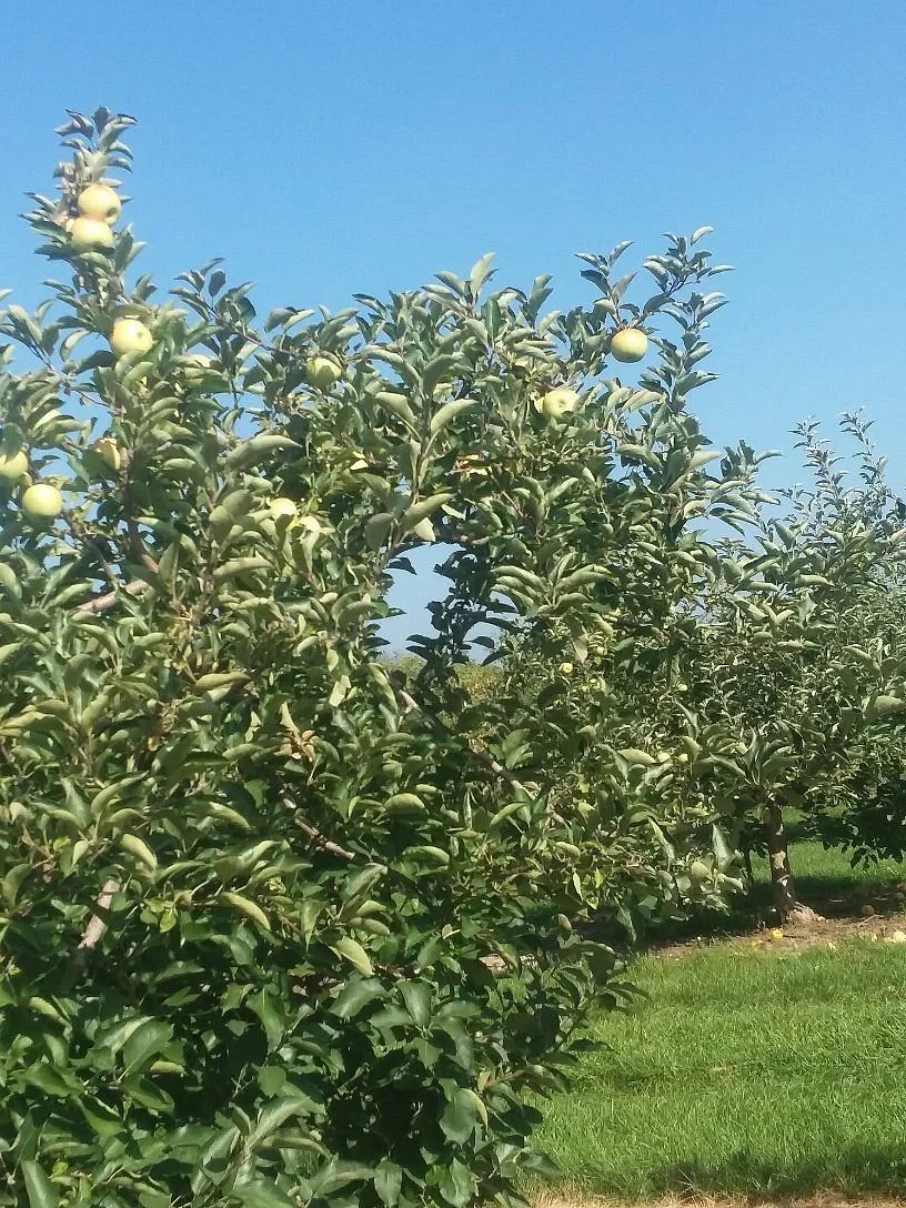 Anderson Orchard