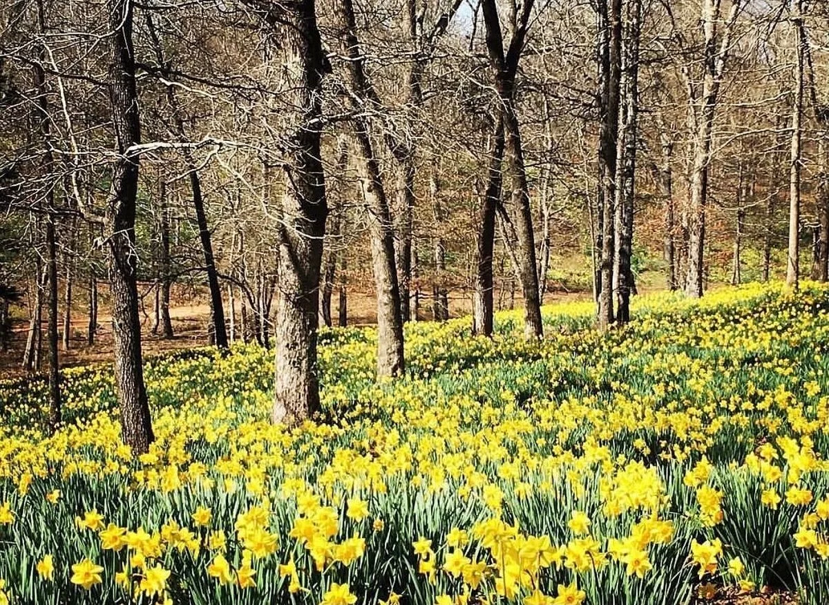 Mrs. Lee's Daffodil Garden