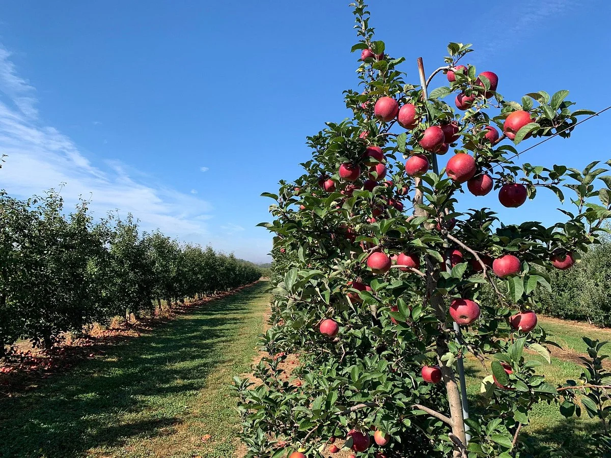 Cherry Hill Orchard