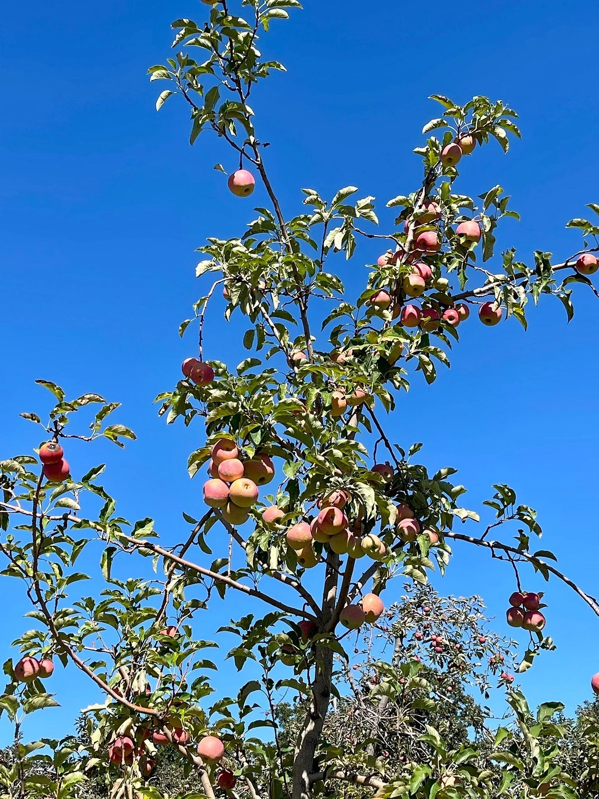 Windy Hill Orchard & Cider Mill