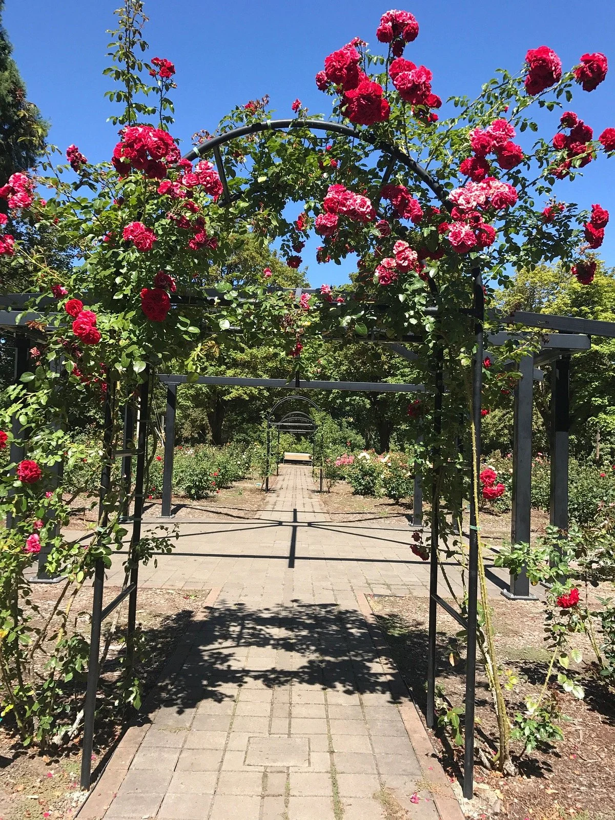 Rose Garden in Avery Park