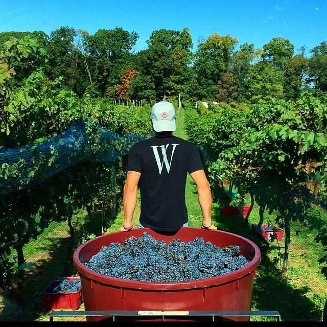 WayVine Winery & Vineyard