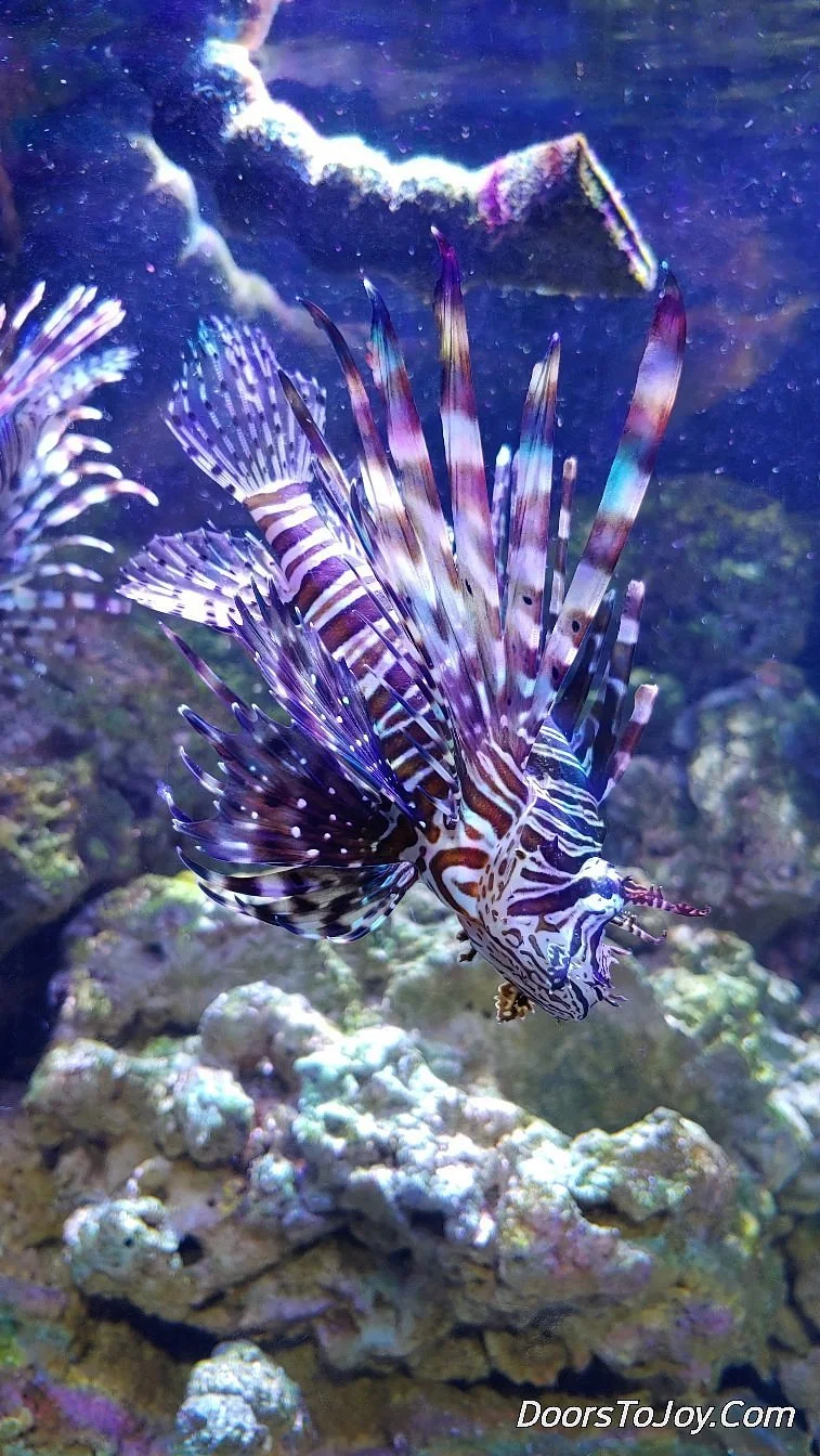 East Idaho Aquarium