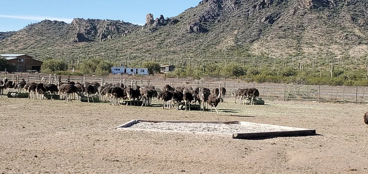 Rooster Cogburn Ostrich Ranch