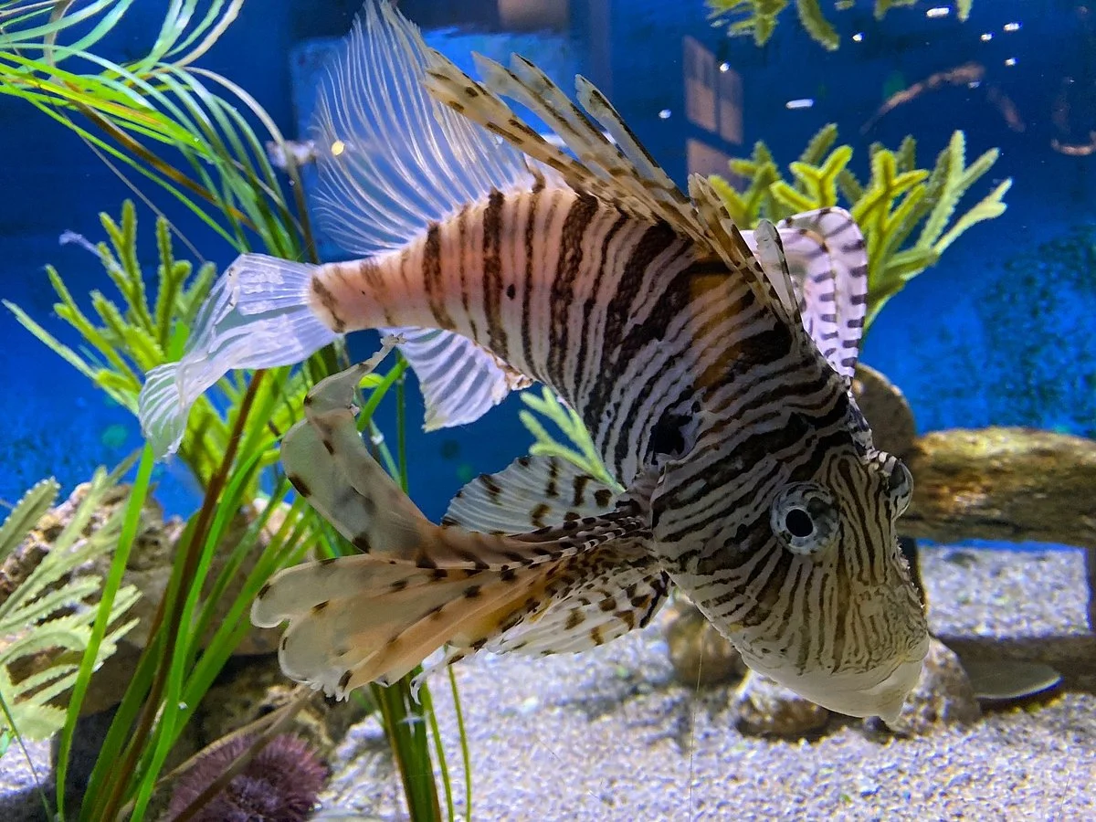 Aquarium of the National Marine Fisheries