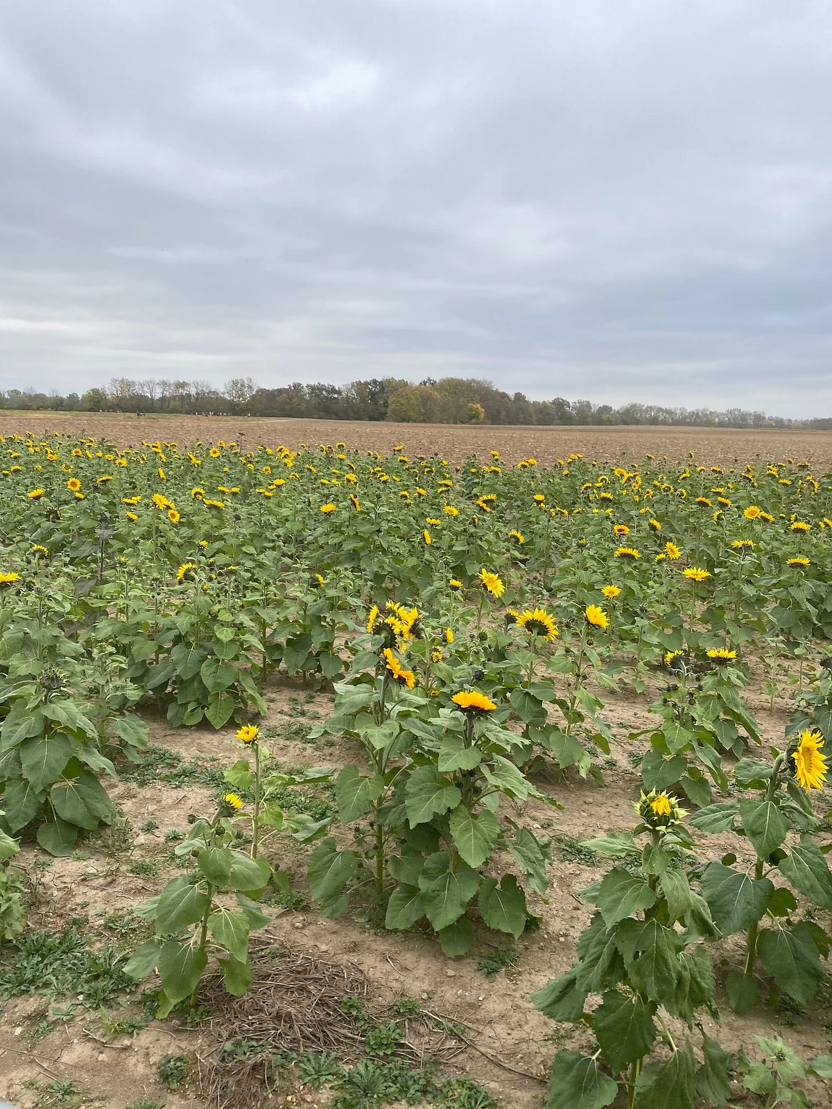 Fulton Farms