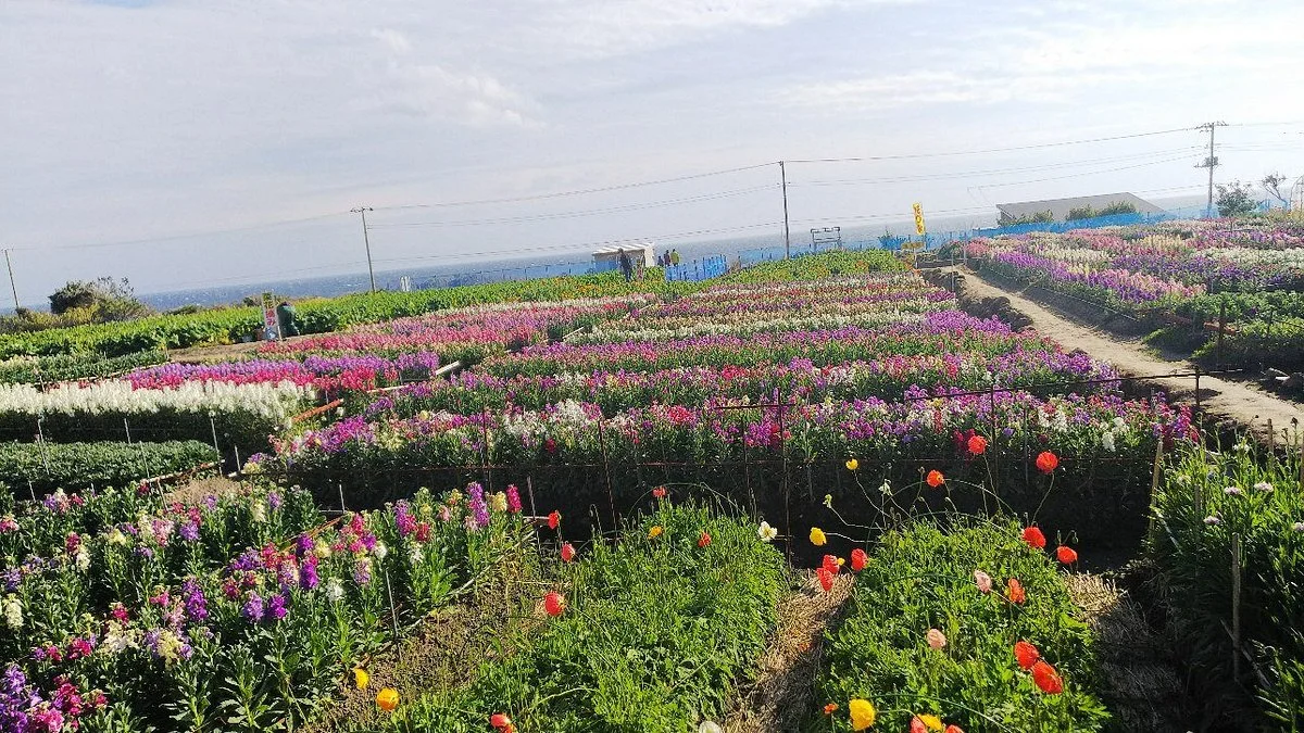Shiramazu Flower Garden
