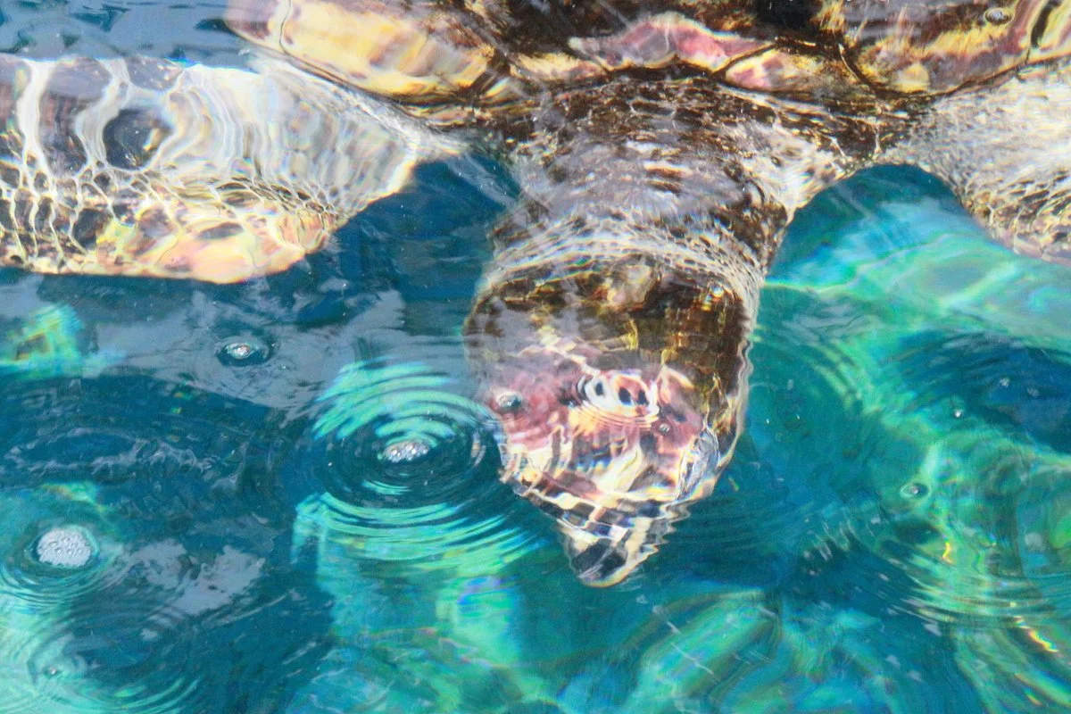 National Aquarium